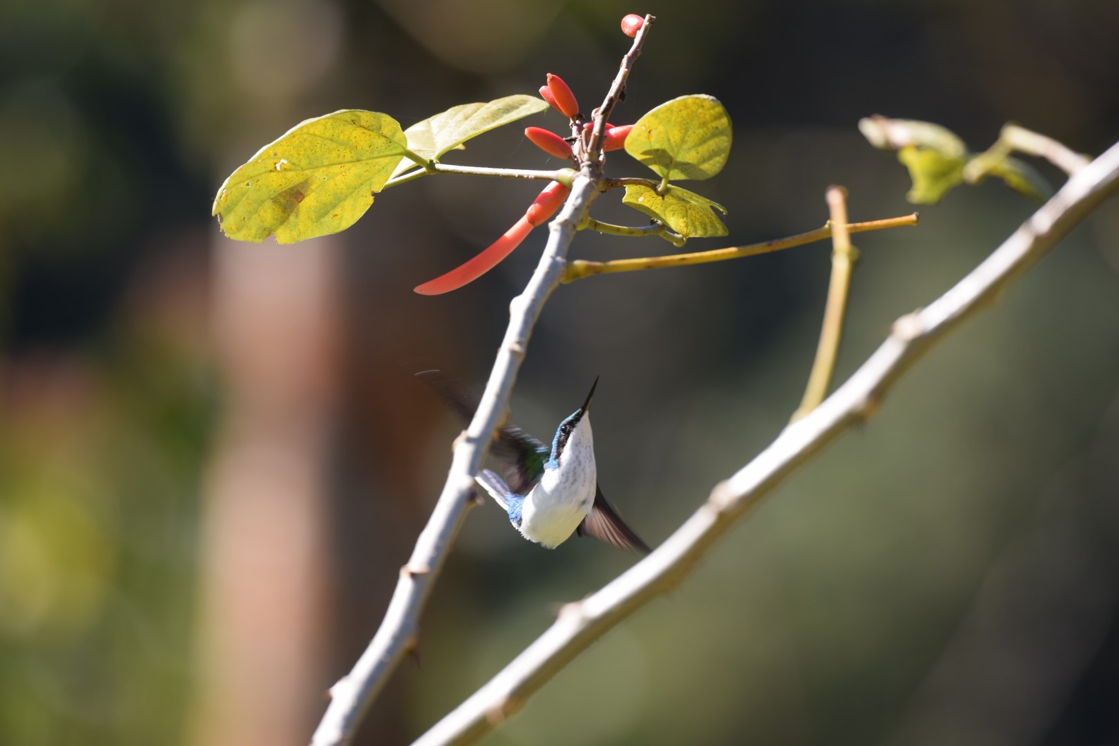 Purple-crowned Fairy