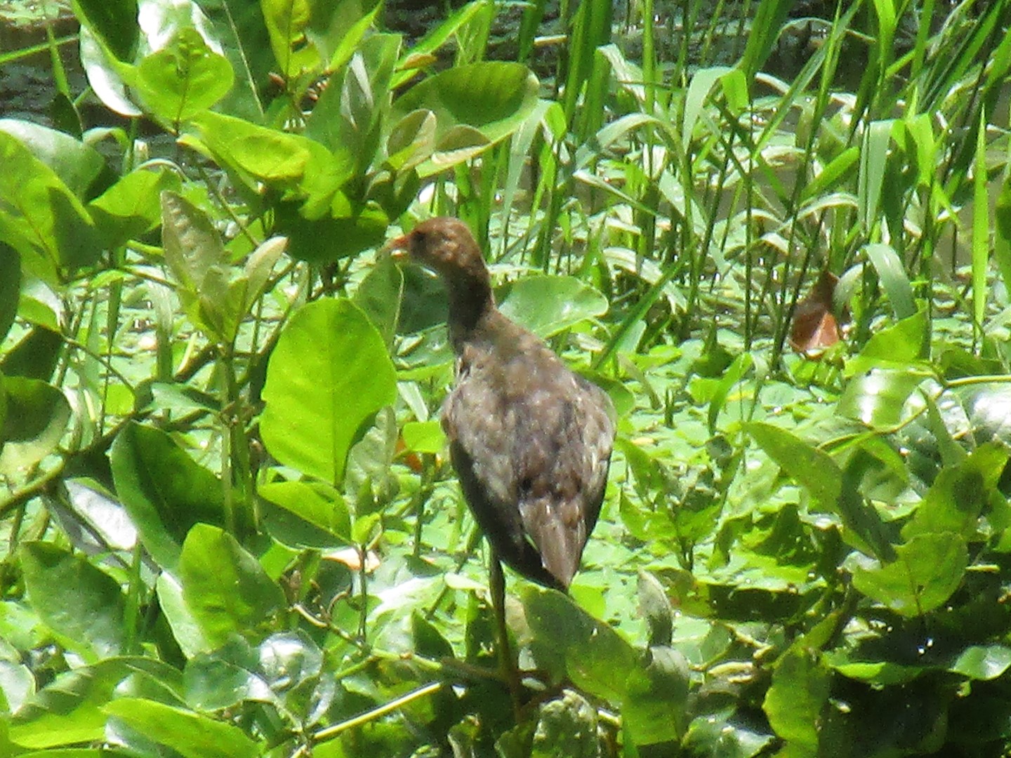 Purple Gallinule