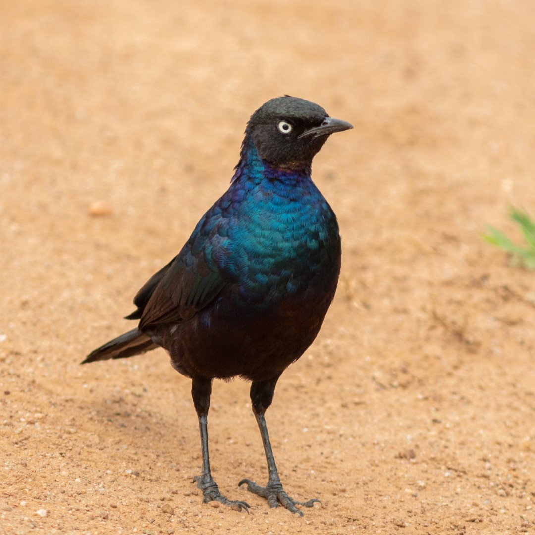 Purple Glossy-starling