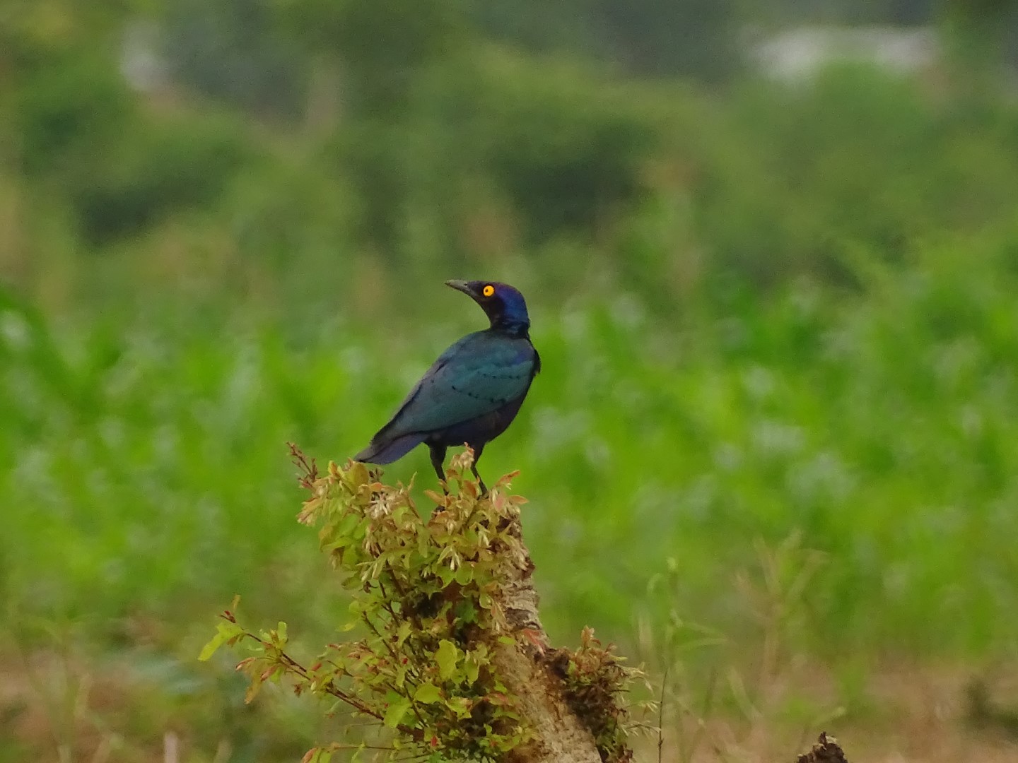 Purple Glossy Starling