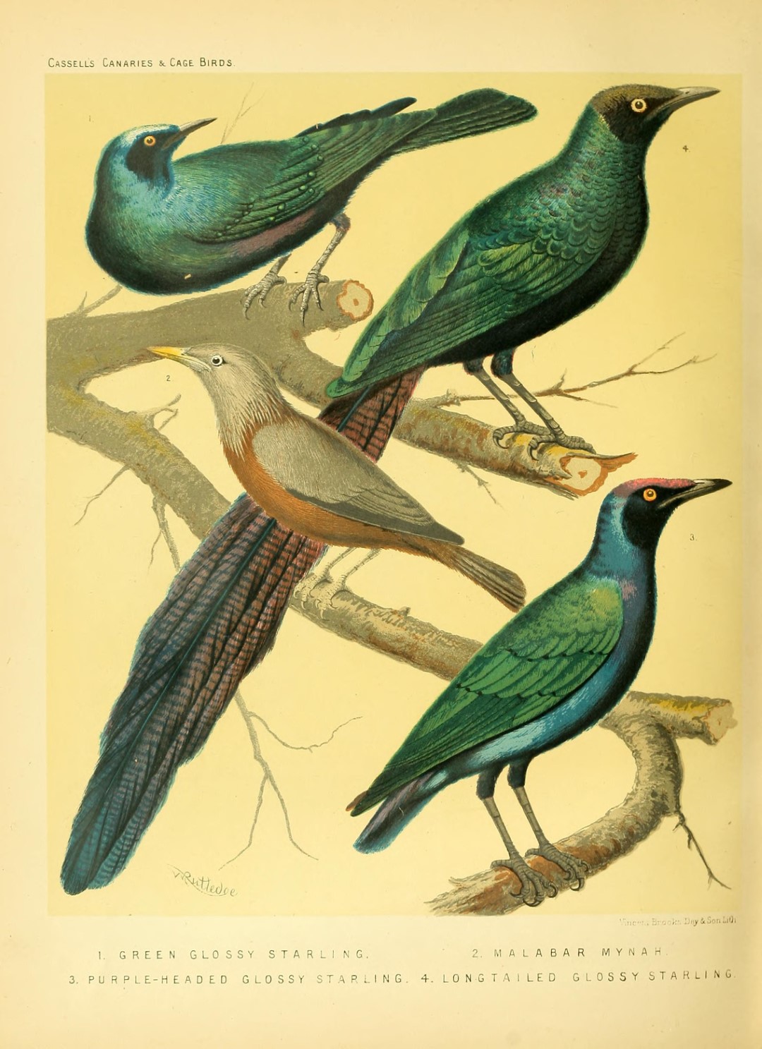 Purple-headed Starling