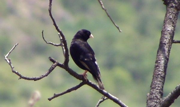 Purple Indigobird