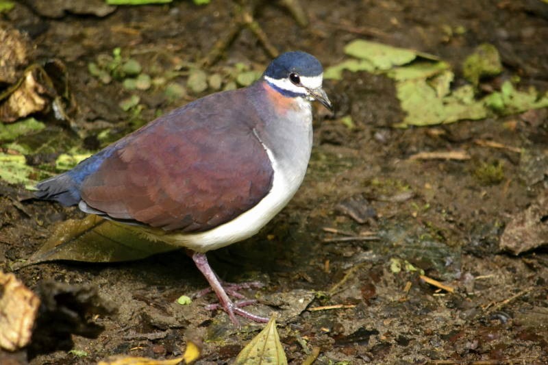 Purple Quail-Dove
