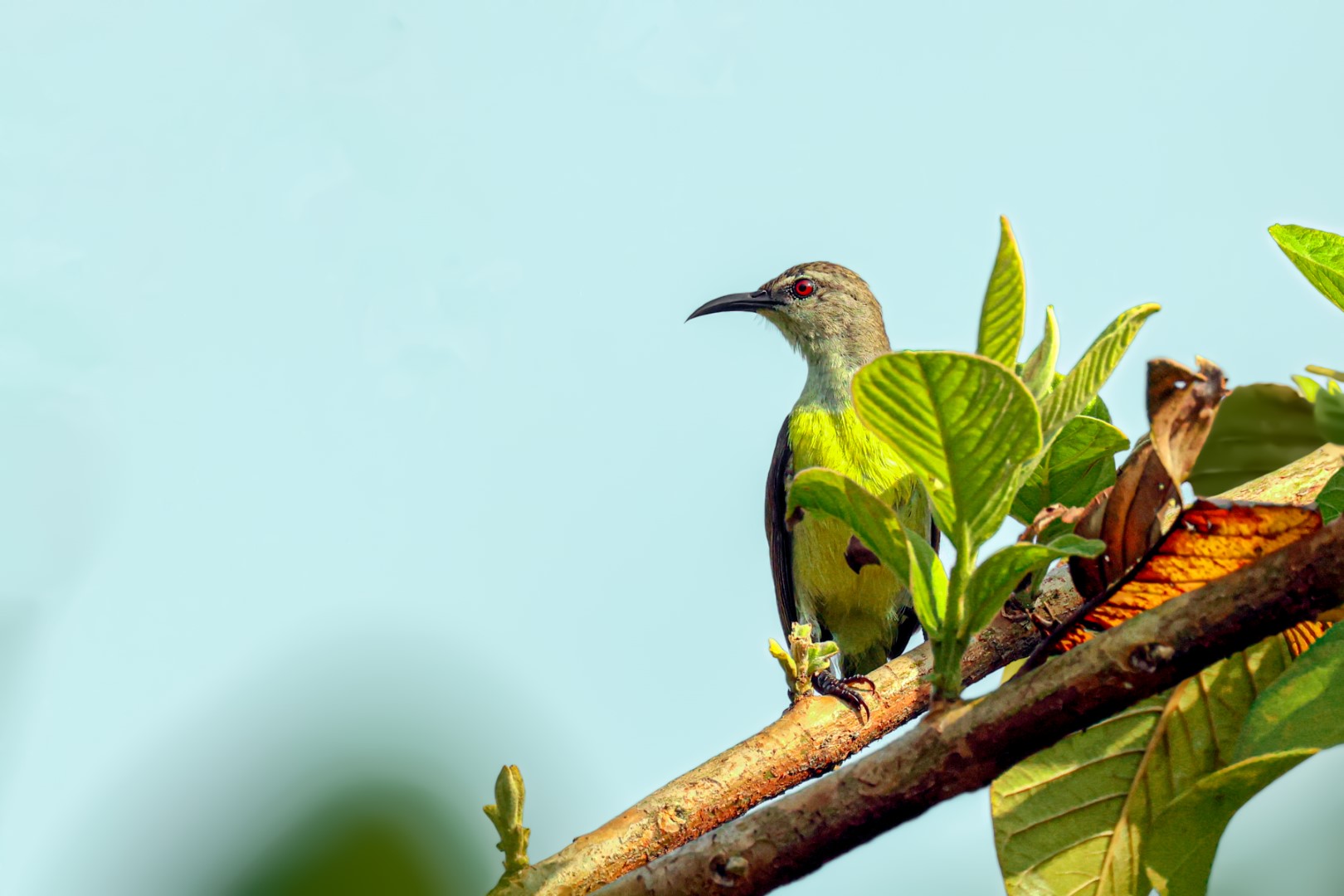 Purple-rumped Sunbird