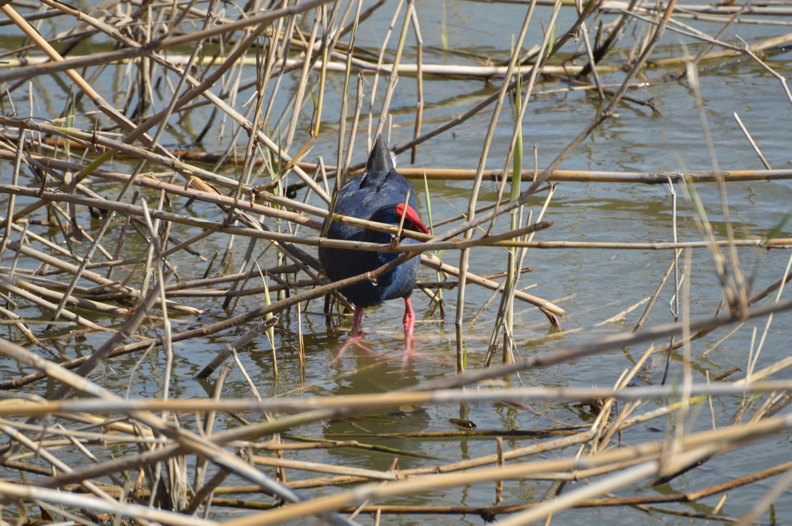 Purple Swamphen