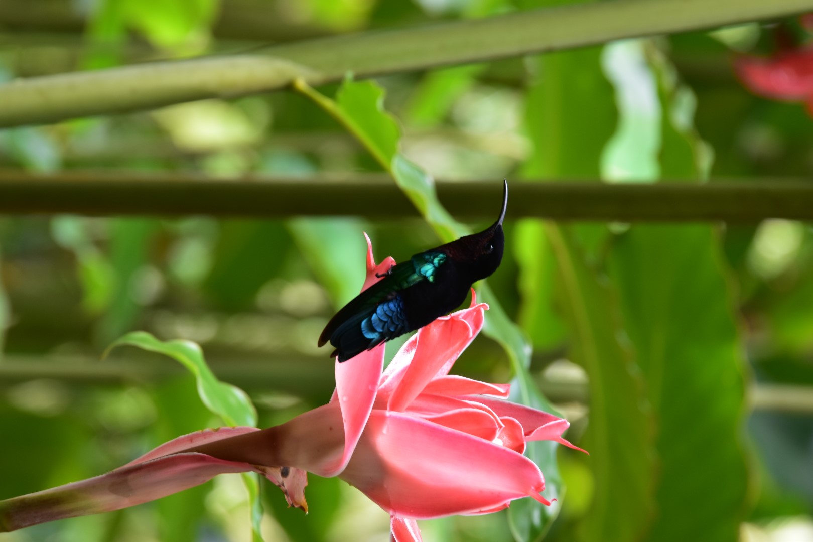 Purple-throated Carib