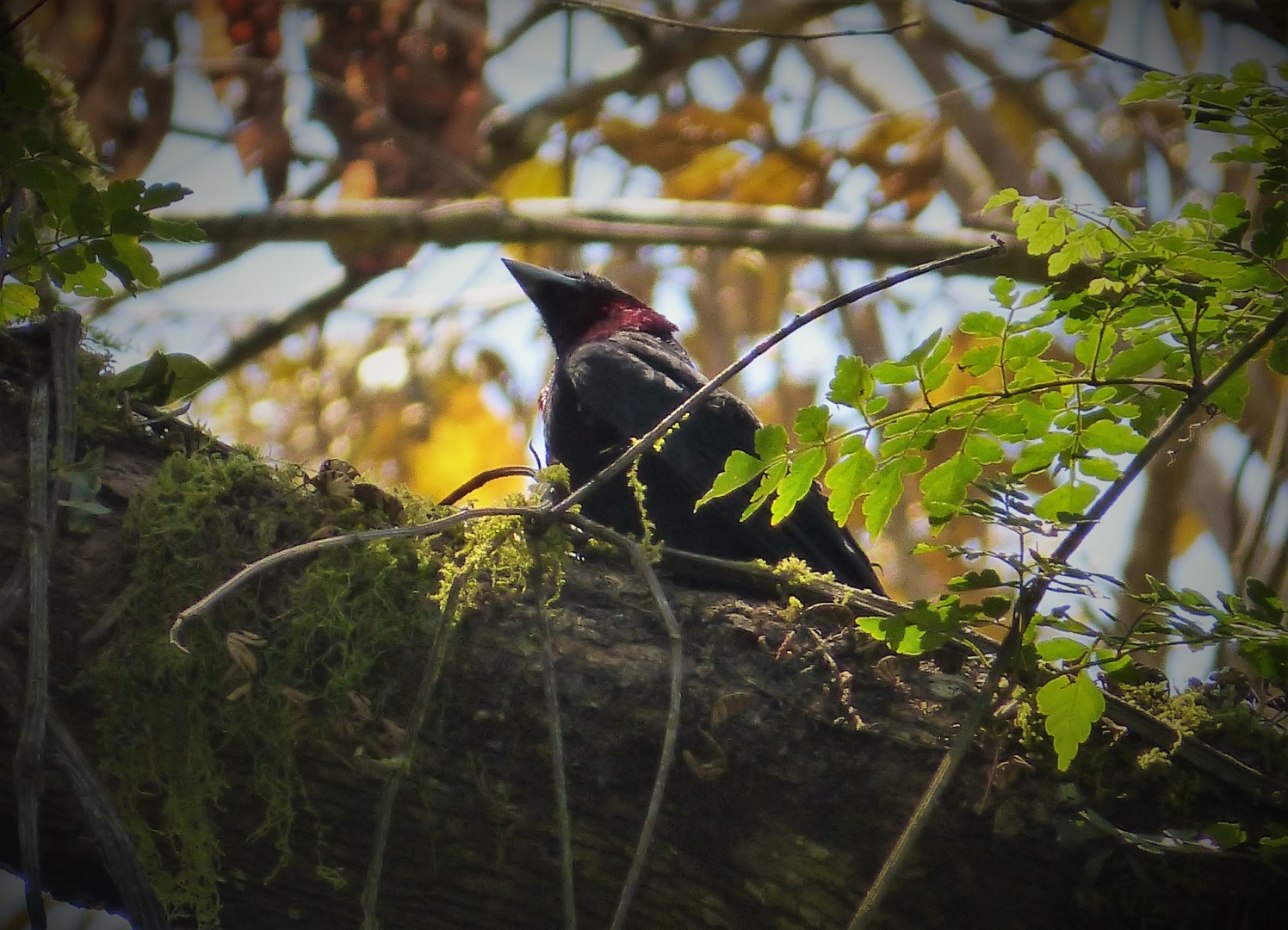 Purple-throated Cotinga