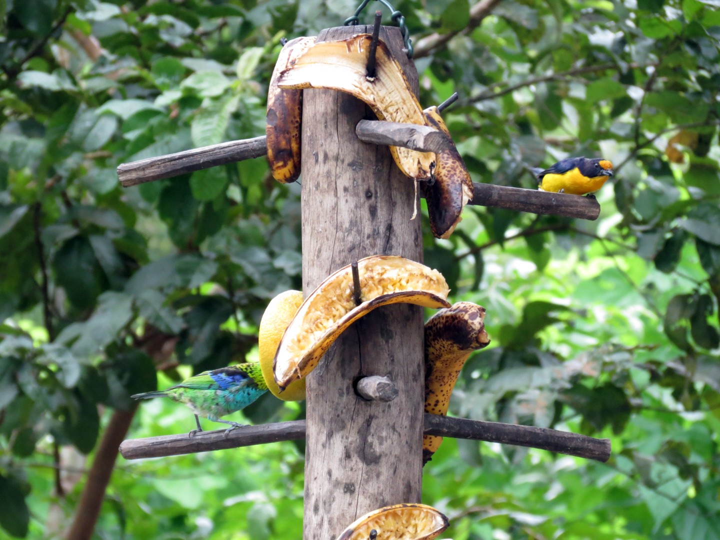 Purple-throated Euphonia