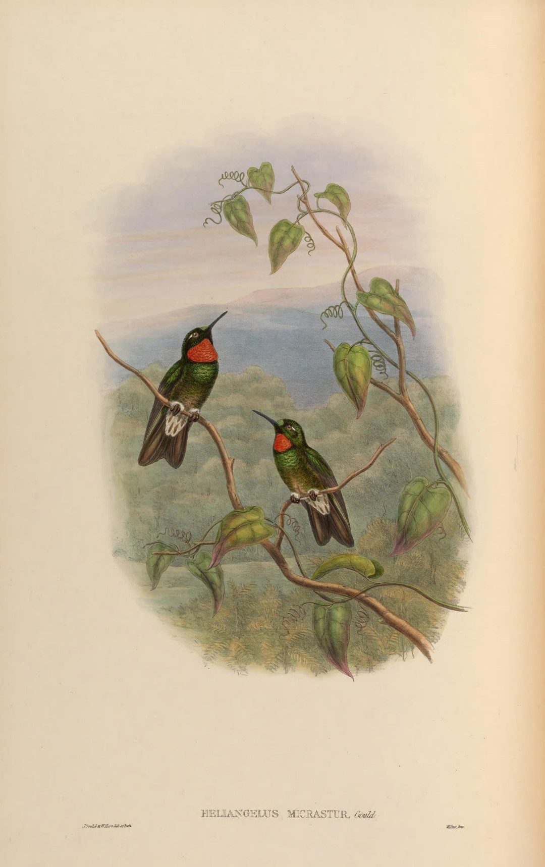 Purple-throated Sunangel