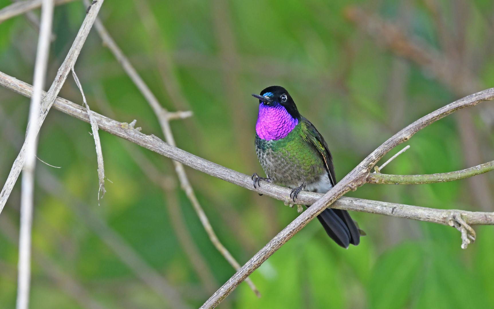 Purple-throated Sunangel