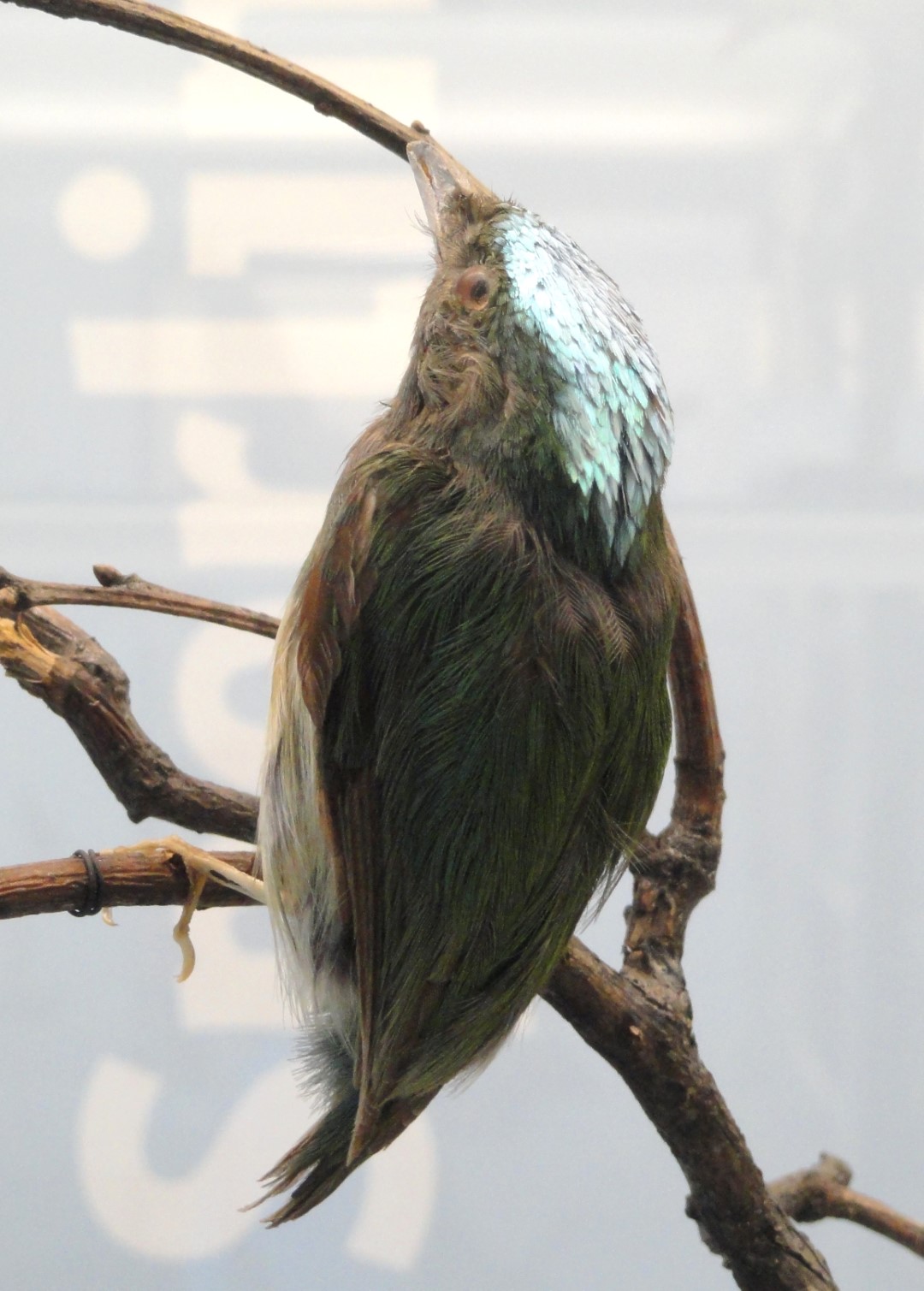 Purple-throated Woodstar