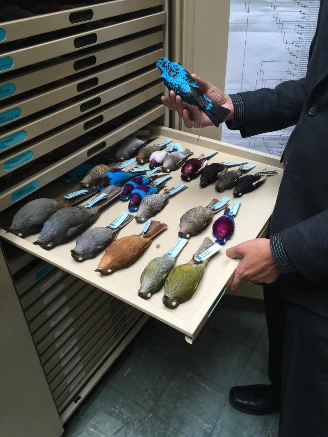 Purple-throated Woodstar