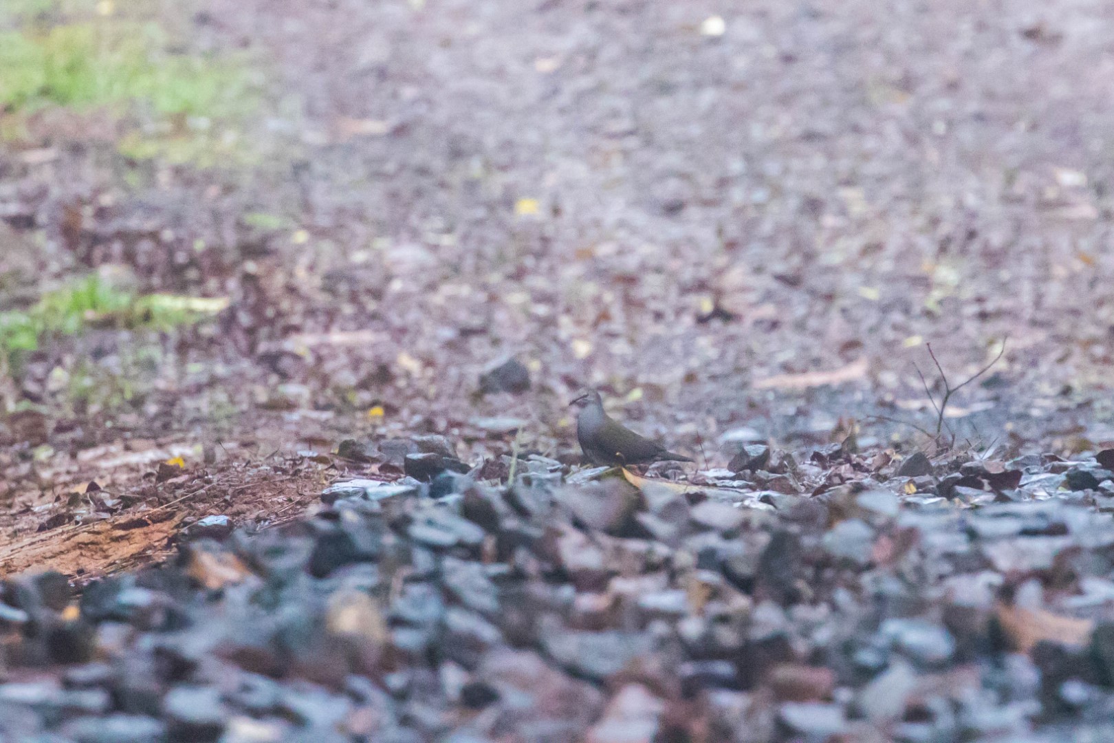 Purplish-backed Quail-Dove