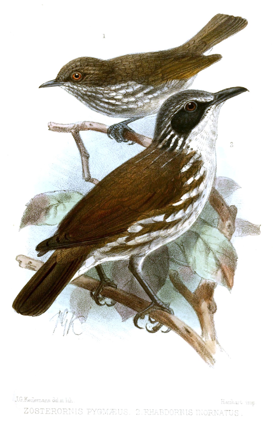 Pygmy Antwren