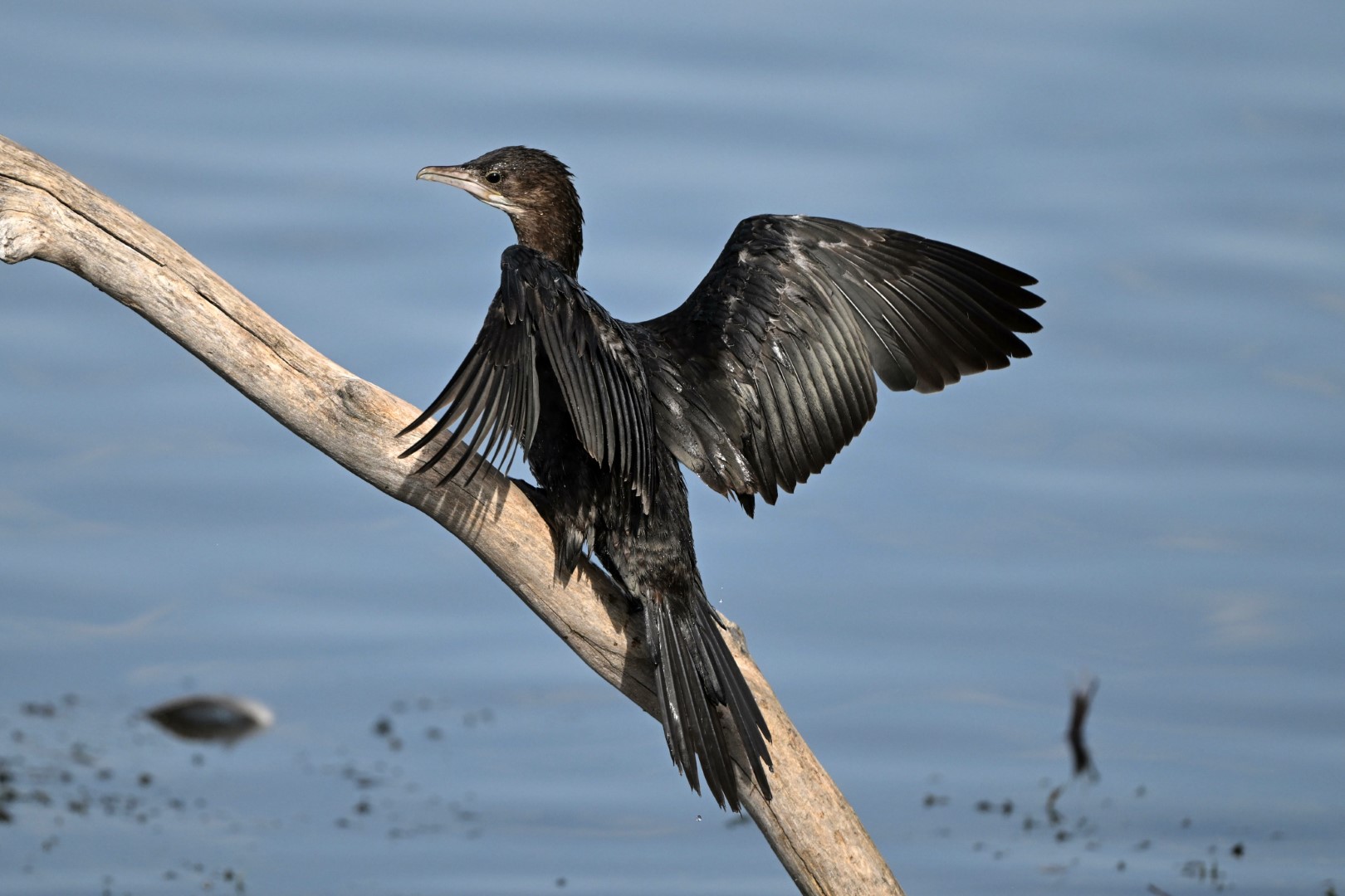 Pygmy Cormorant
