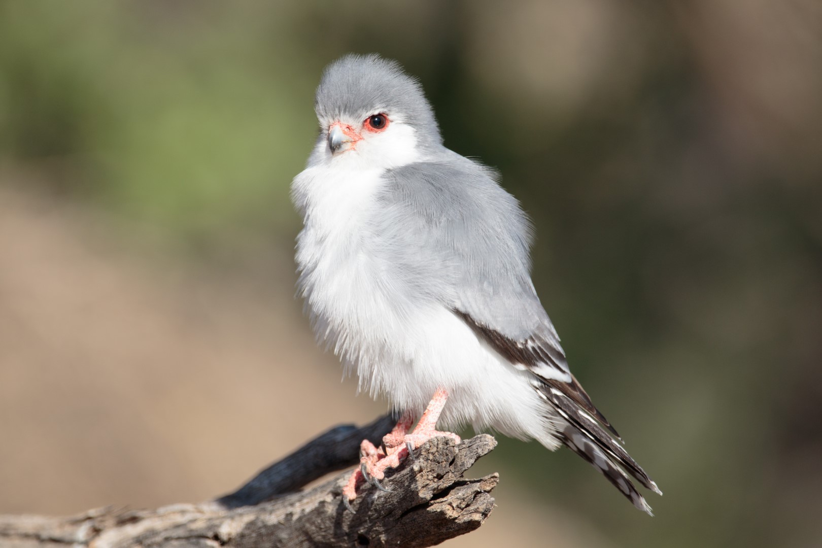 Pygmy Falcon