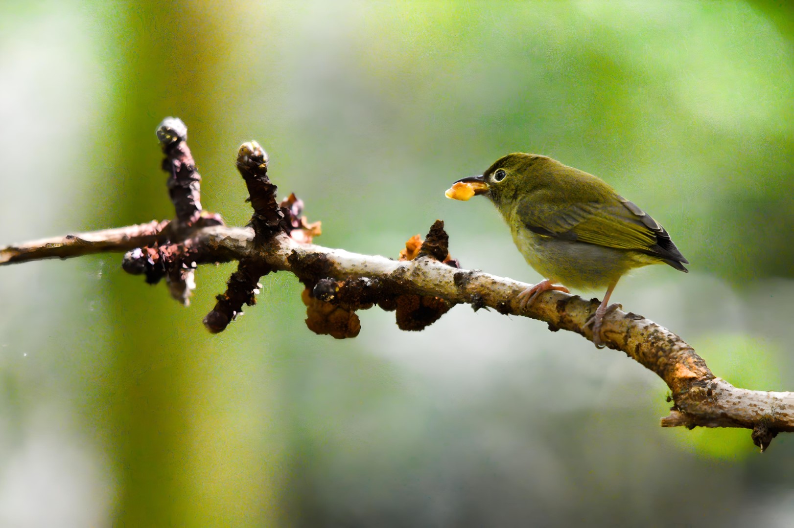 Pygmy Flowerpecker