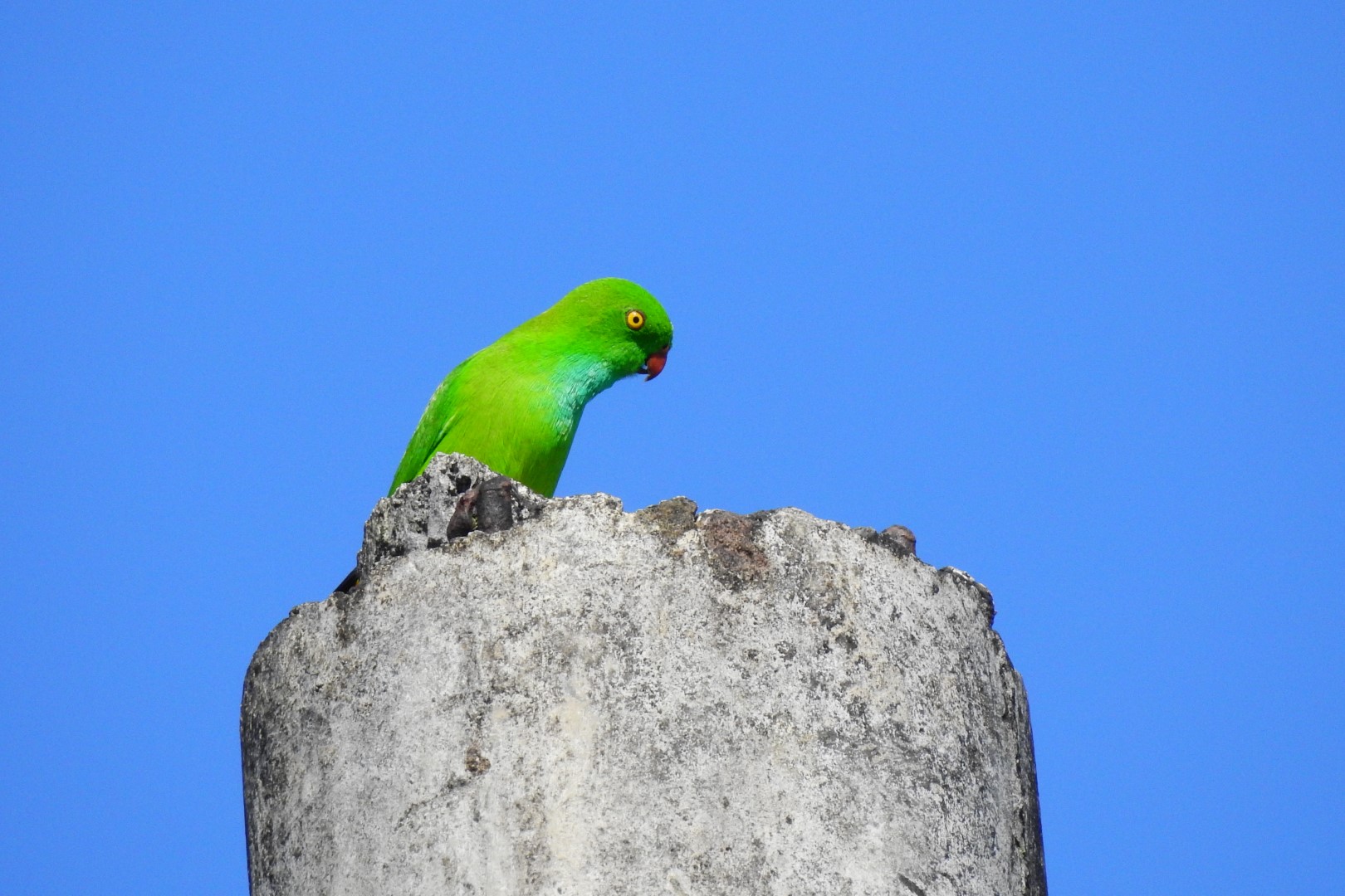 Pygmy Hanging Parrot