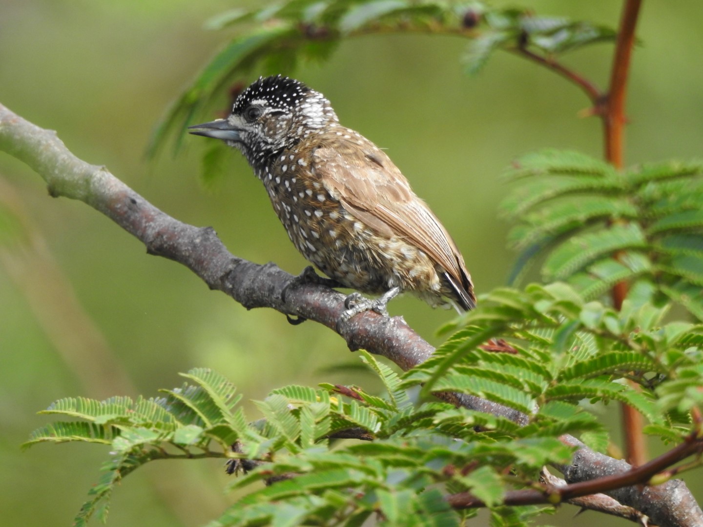 Pygmy Piculet
