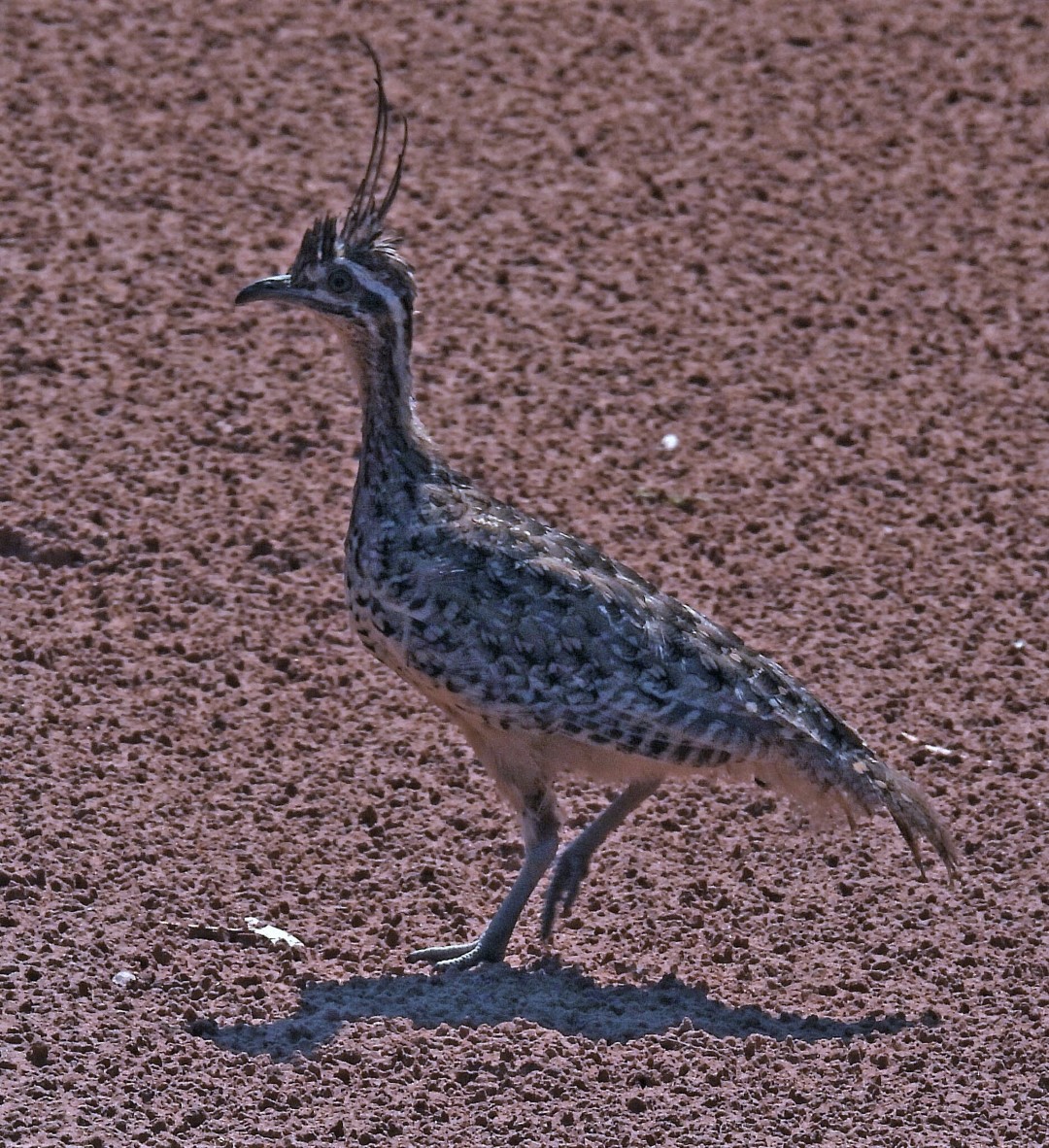 Quebracho crested tinamou