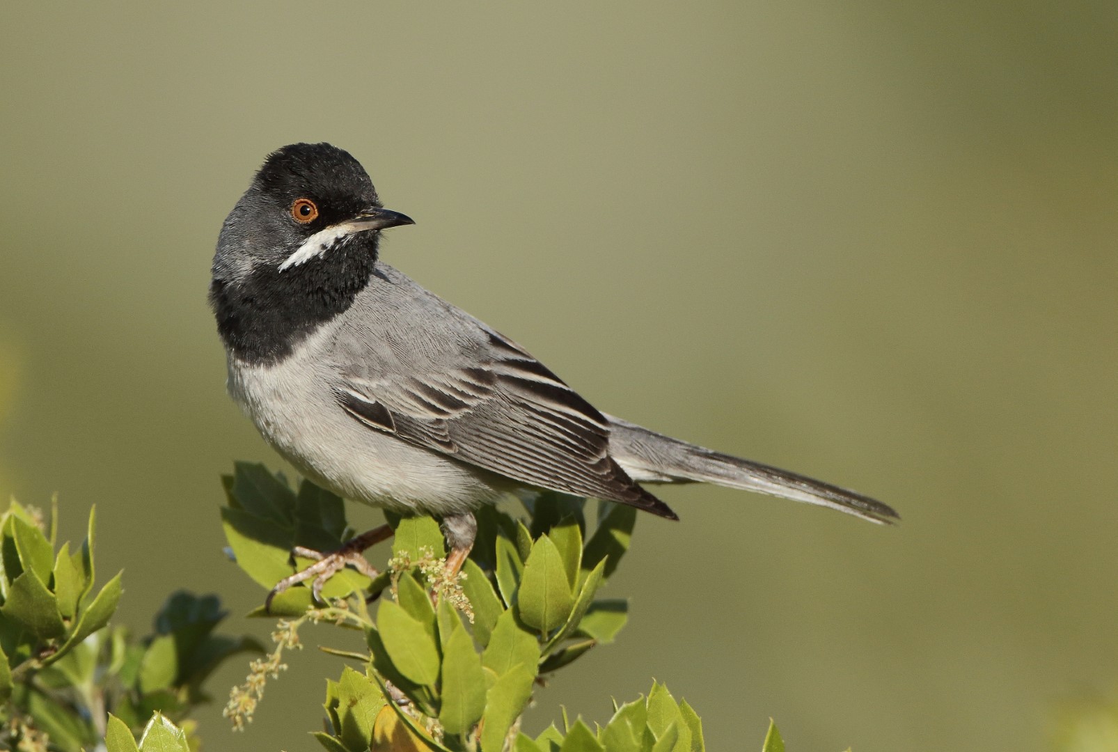 Rüppell's Warbler