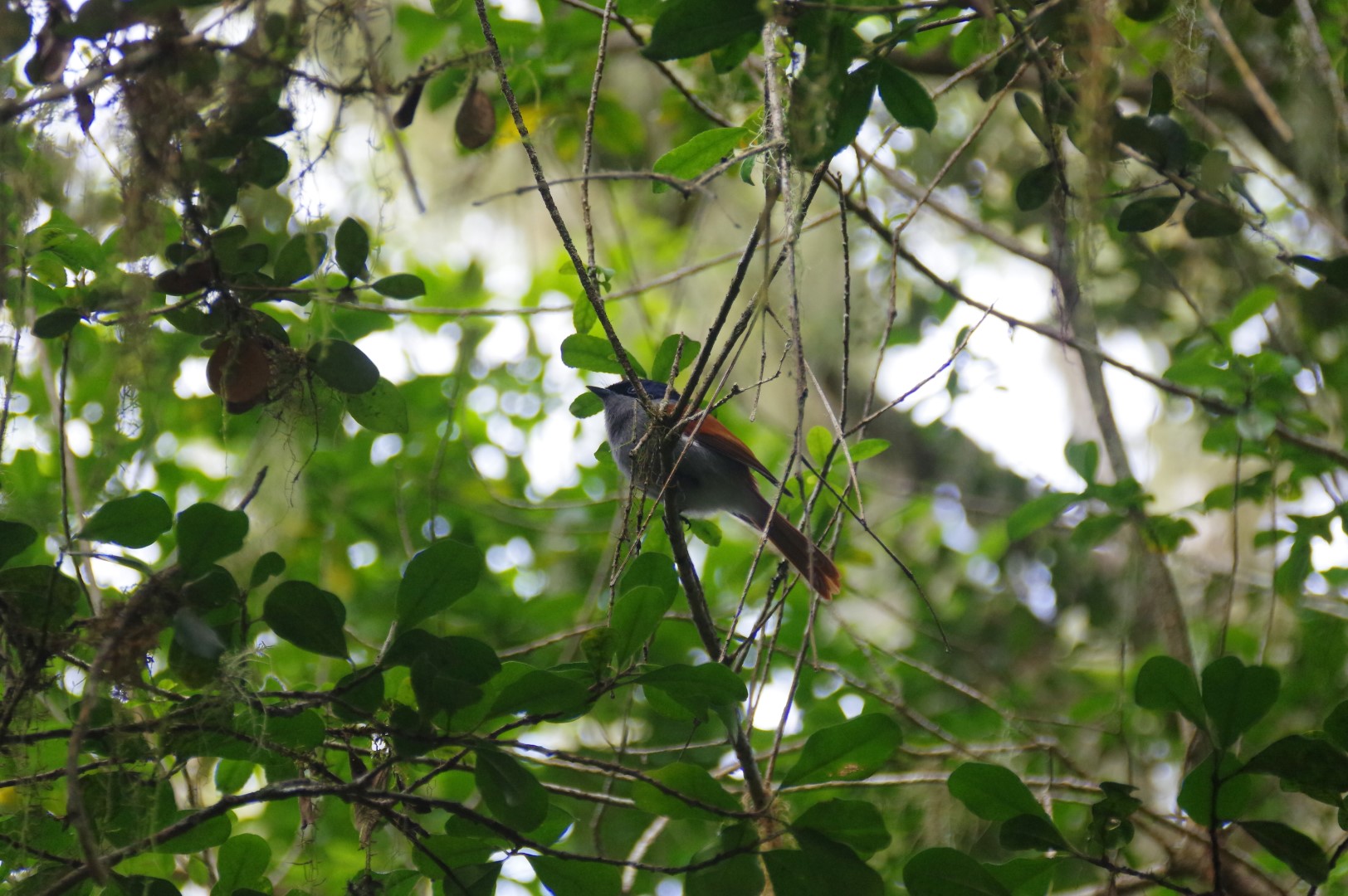 Réunion Paradise Flycatcher