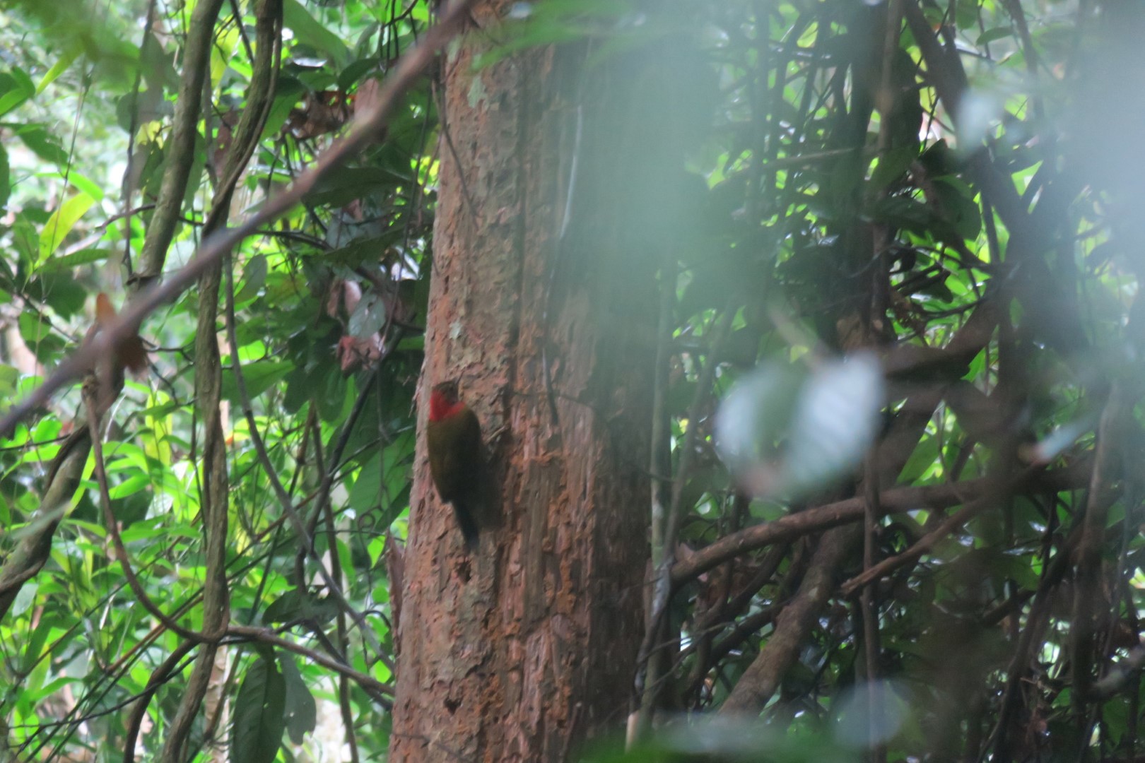 Rabier's Woodpecker