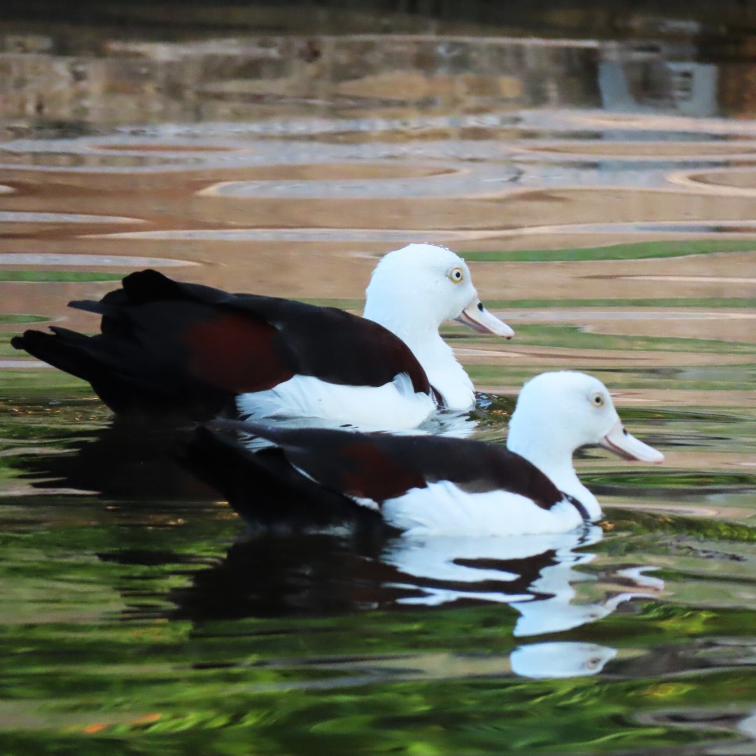 Radjah Shelduck
