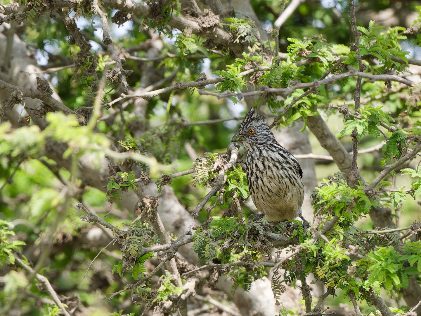 Raimondi's Woodpecker