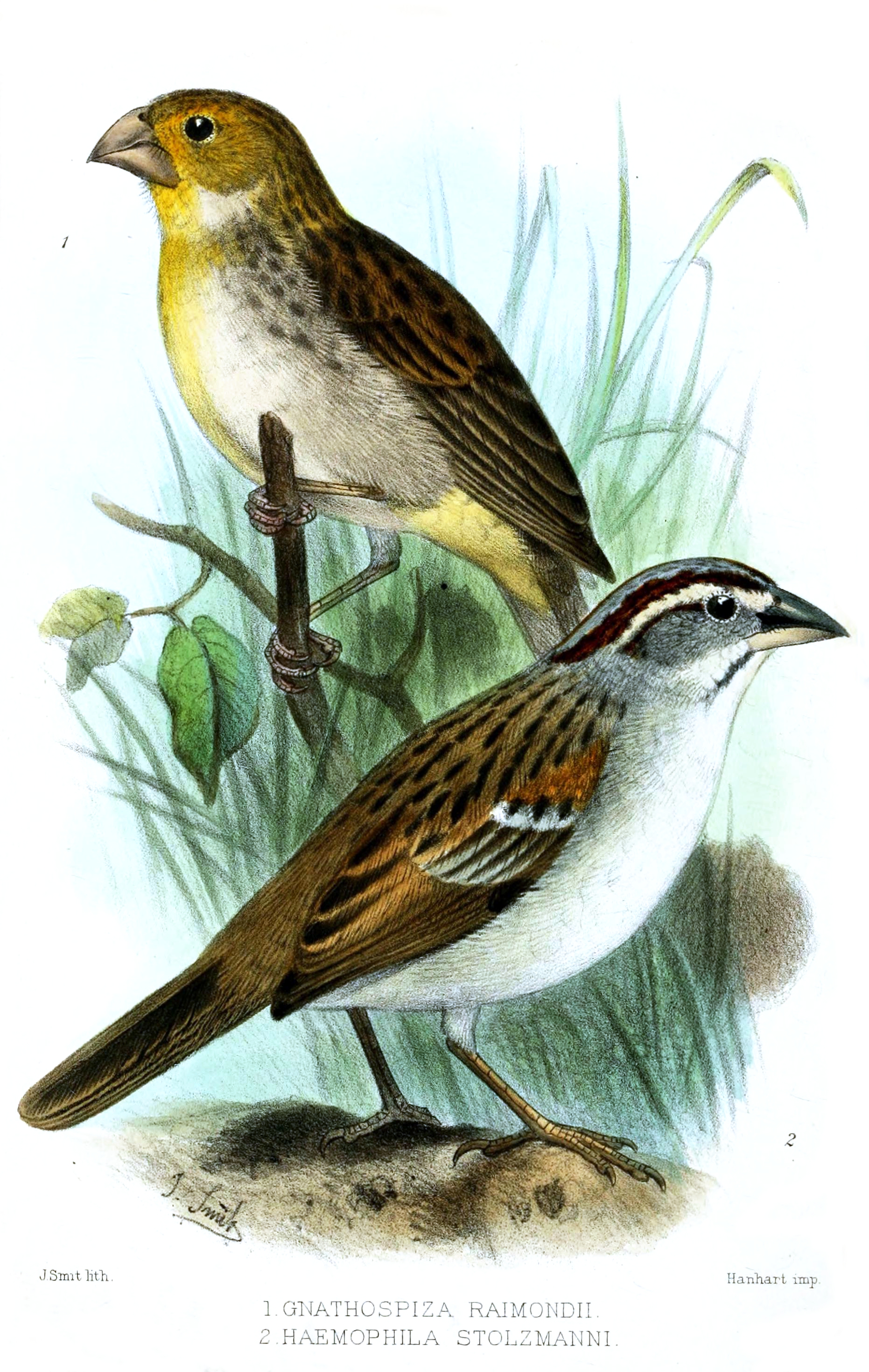 Raimondi's Yellow Finch