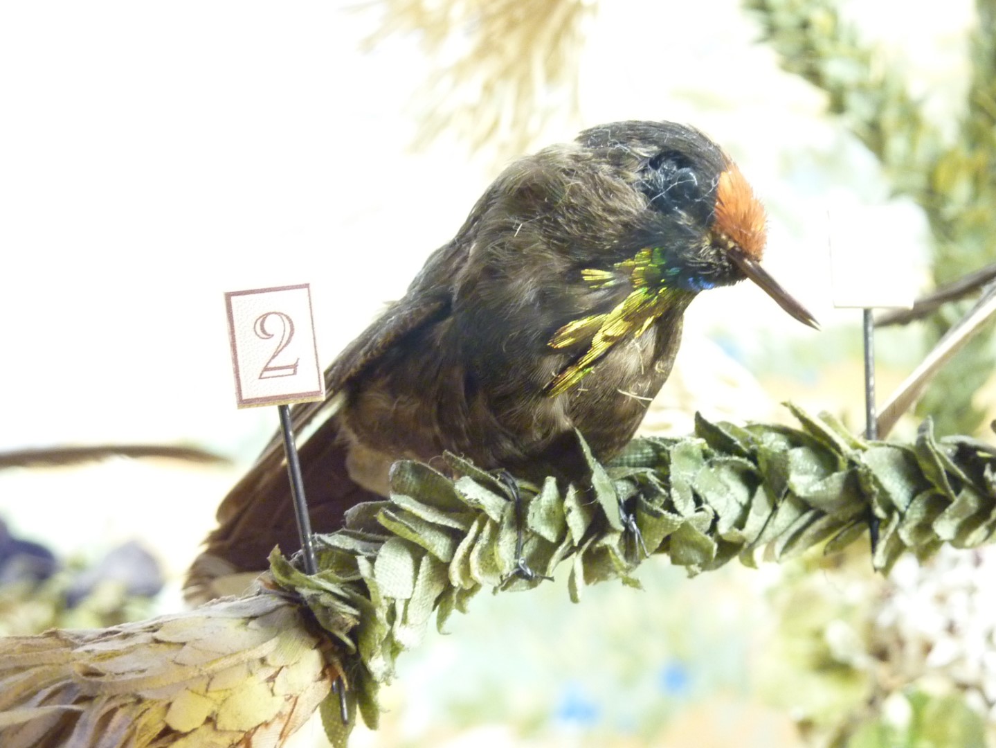 Rainbow-bearded Thornbill