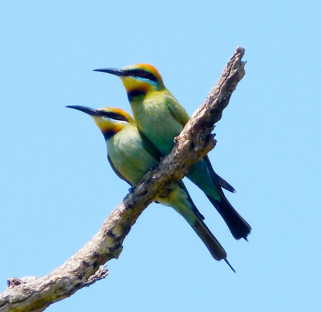 Rainbow Bee-eater