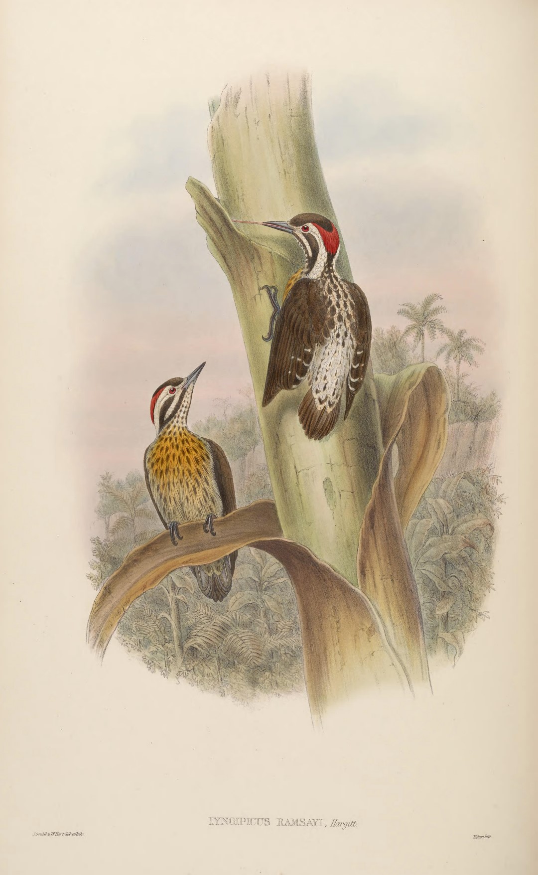 Ramsay's Woodpecker
