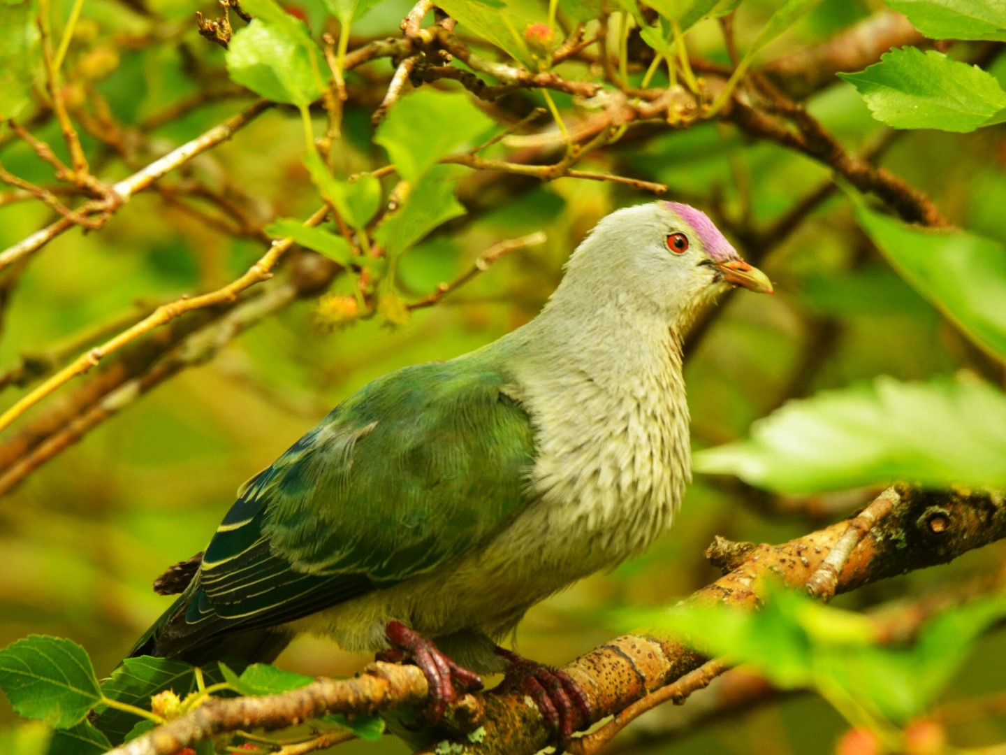 Rarotonga Fruit Dove