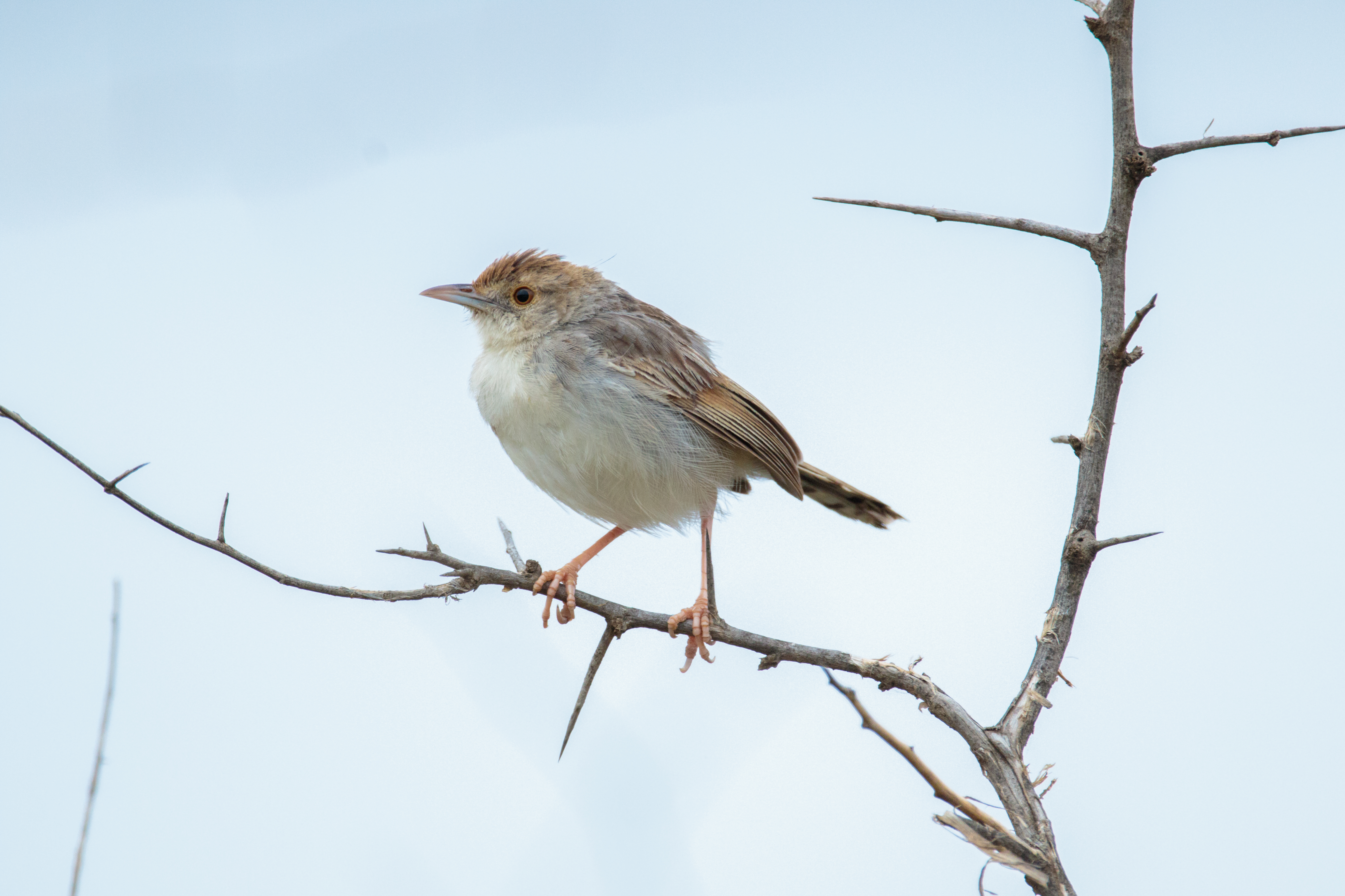 Rattling Cisticola