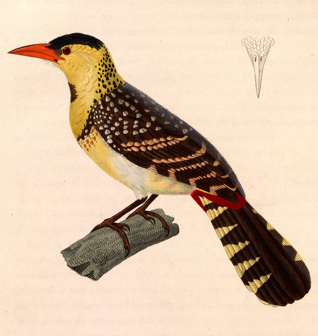 Red-and-yellow Barbet