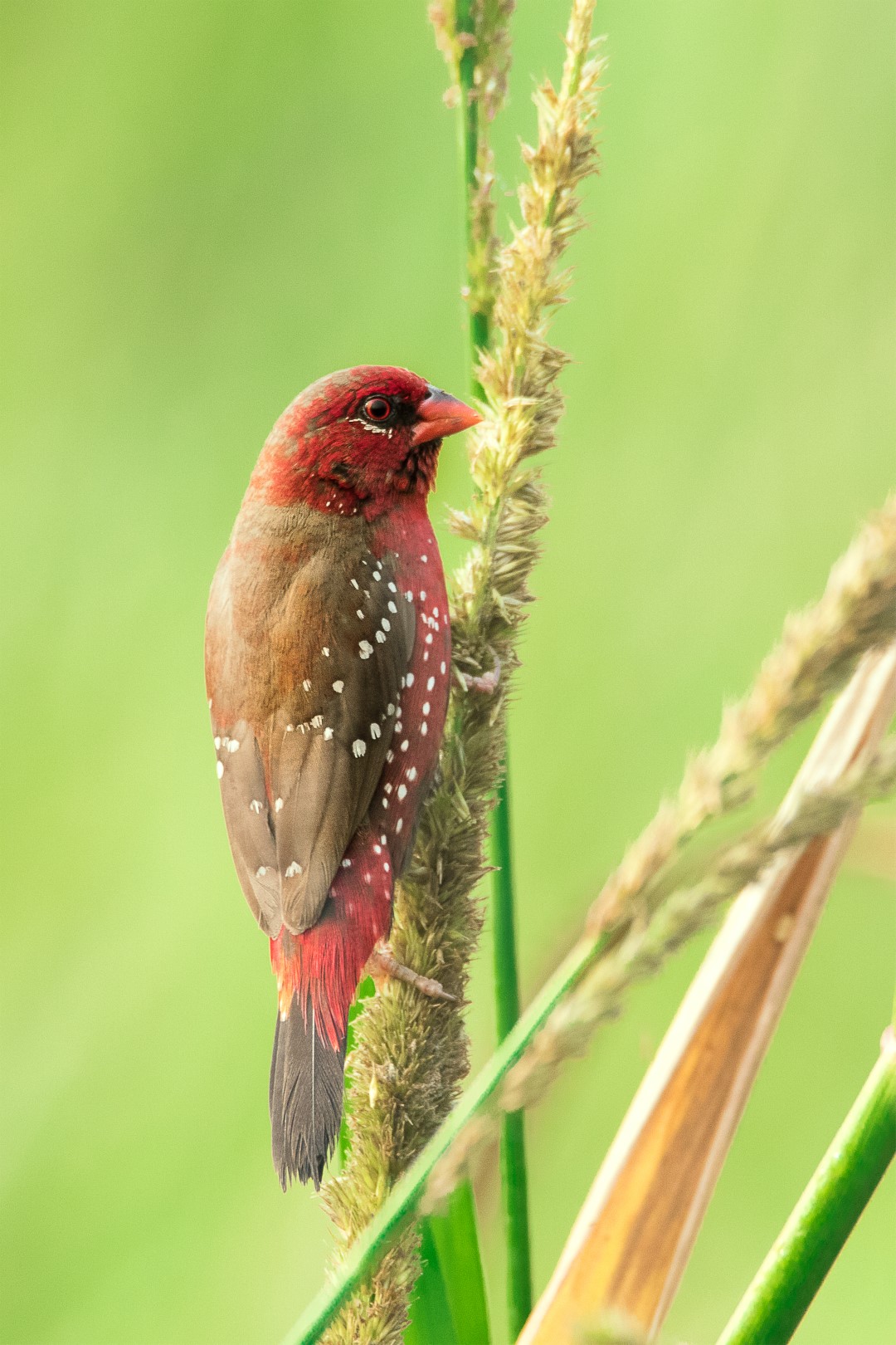 Red Avadavat