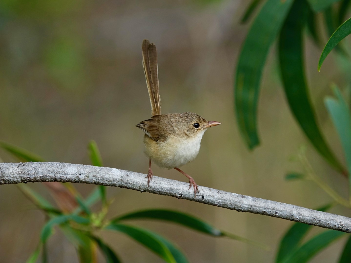 Red-backed Fairywren