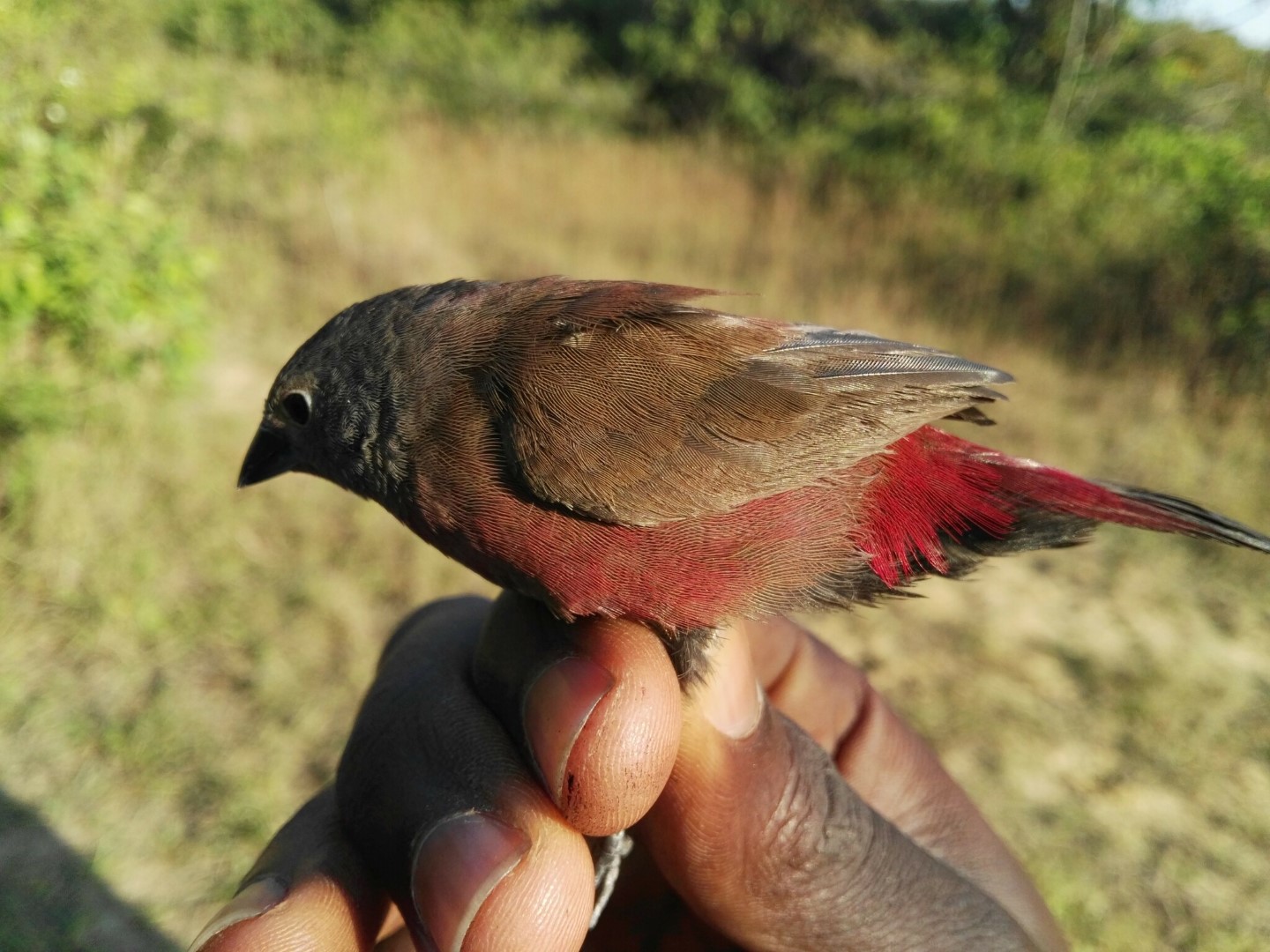 Red-backed Firefinch
