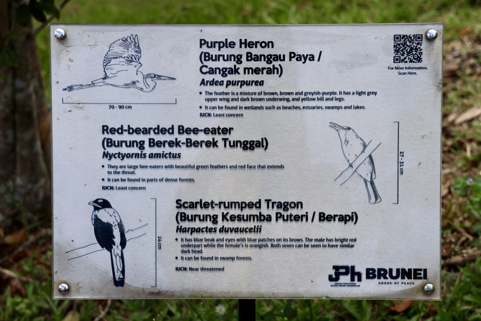 Red-bearded Bee-eater