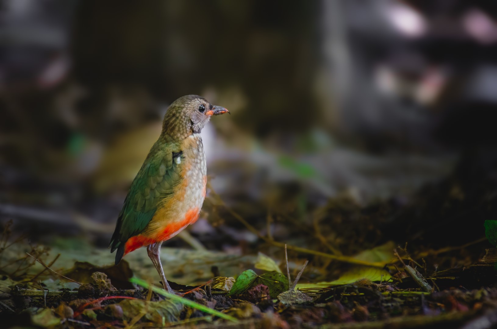 Red-bellied Pitta