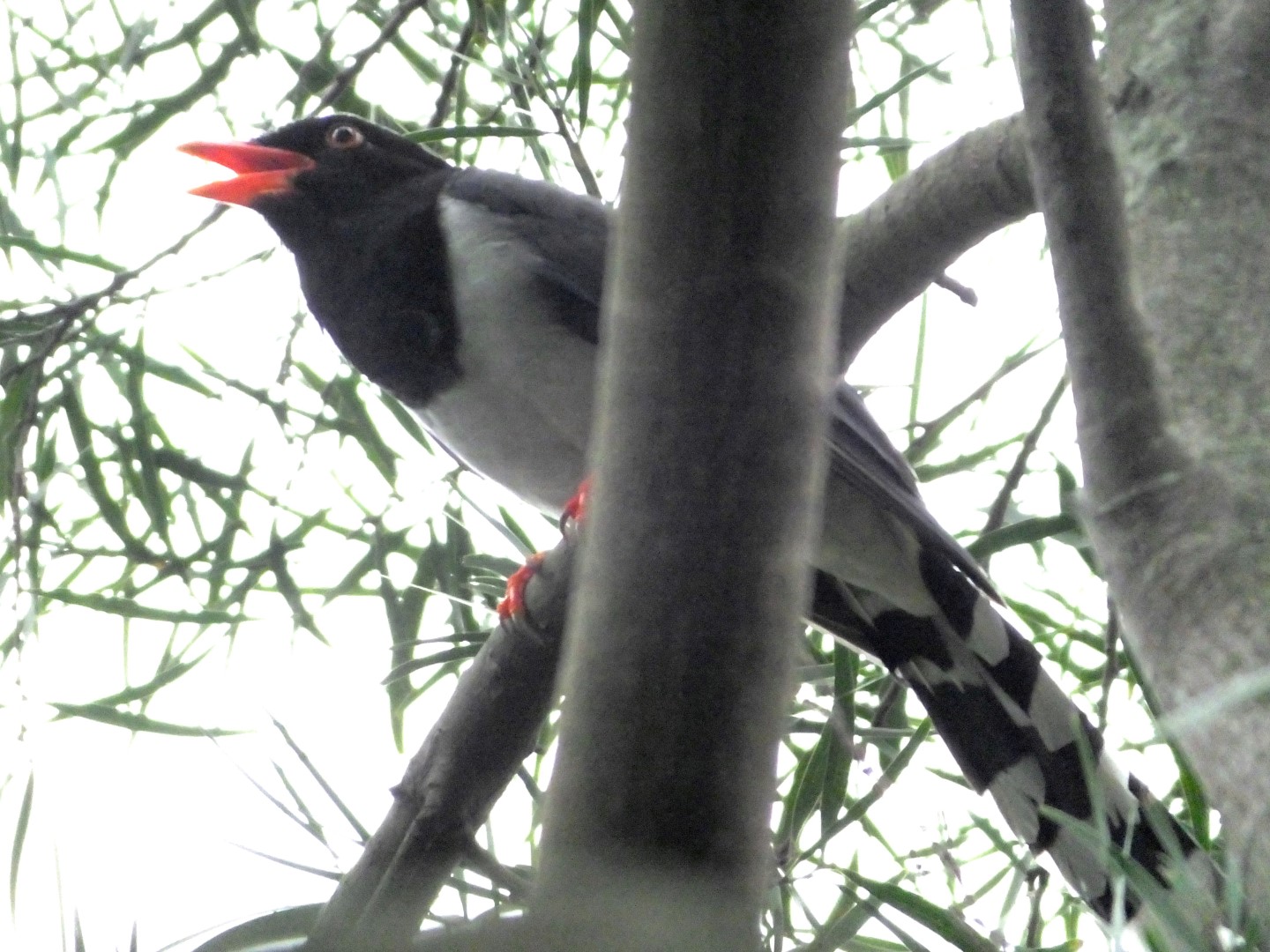 Red-billed Blue Magpie