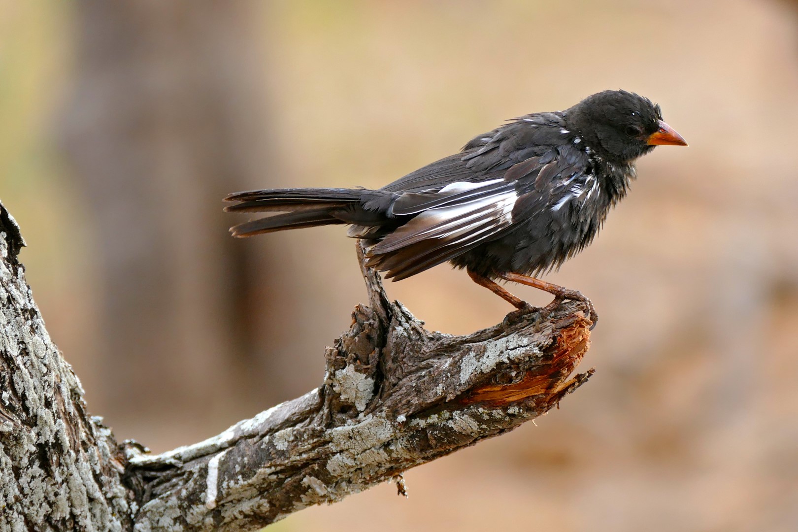 Red-billed Buffalo Weaver
