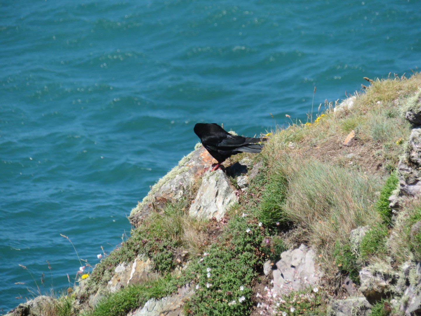 Red-billed Chough