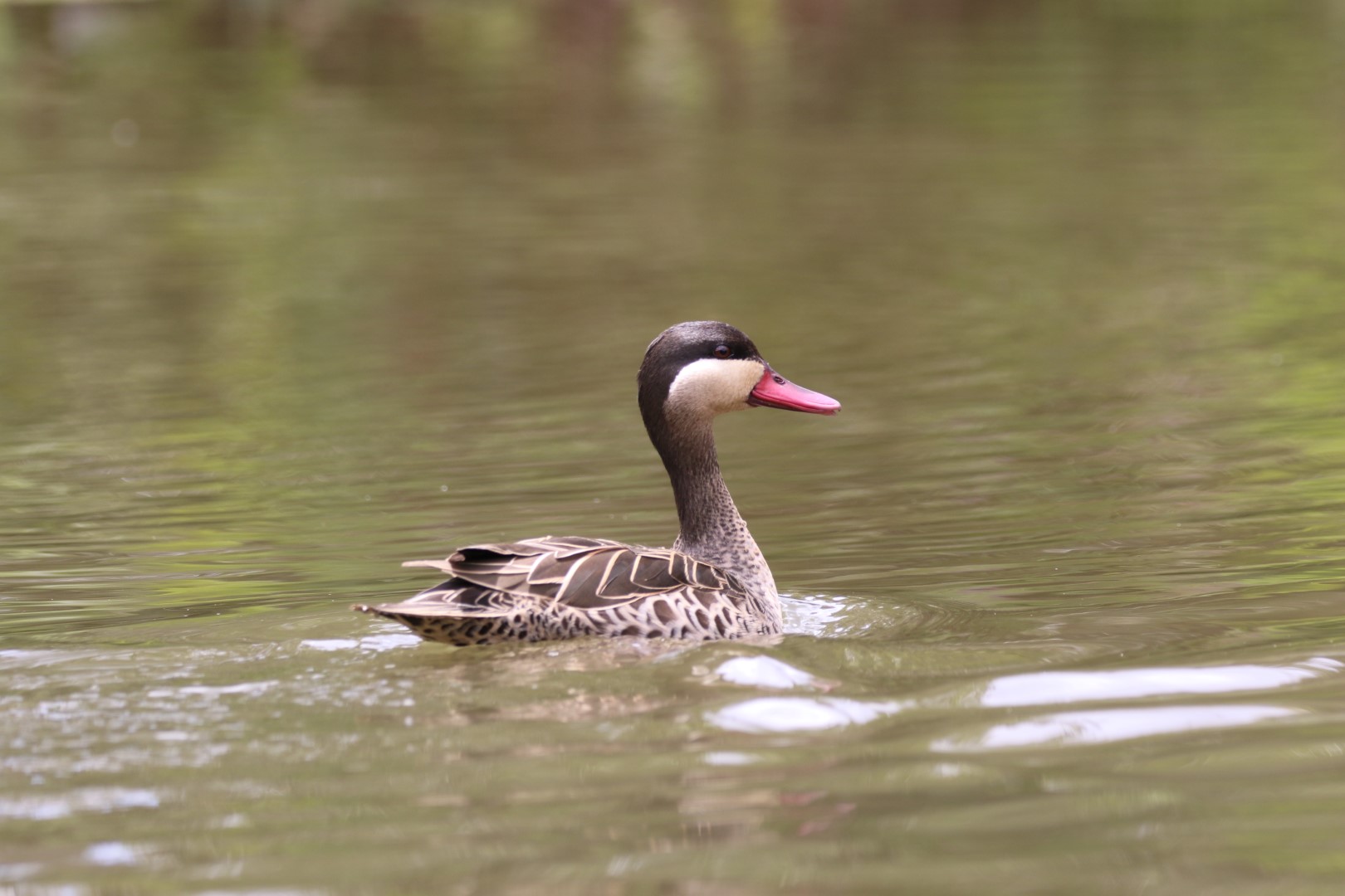 Red-billed Duck