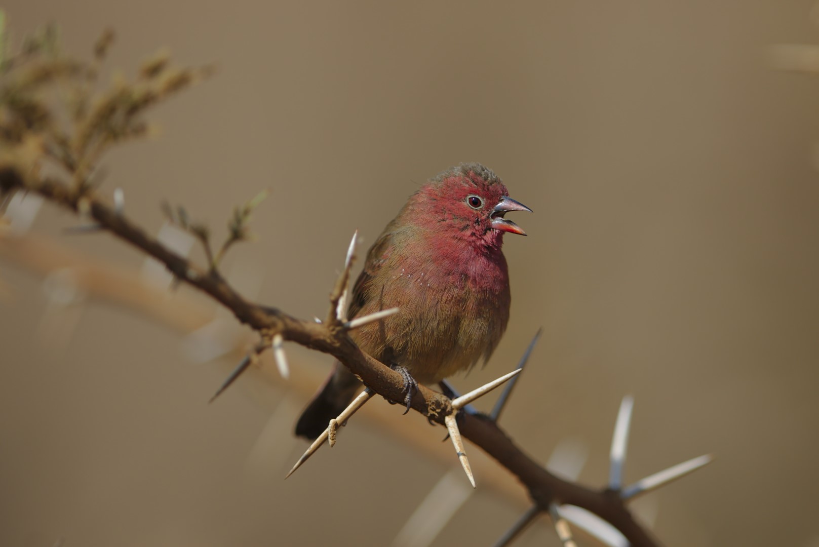 Red-billed Firefinch