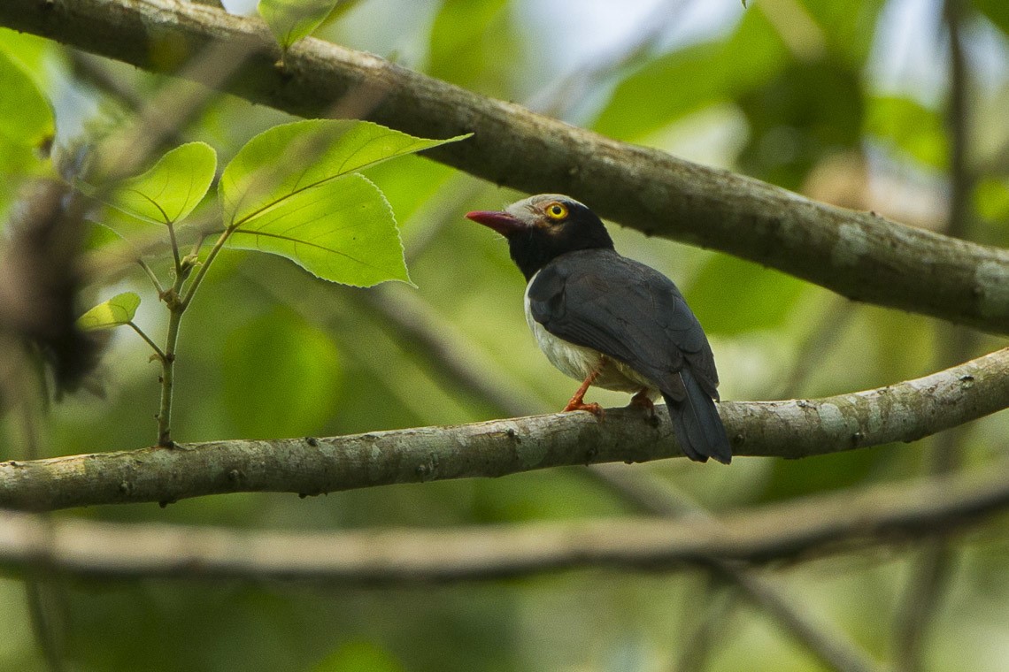 Red-billed Helmetshrike