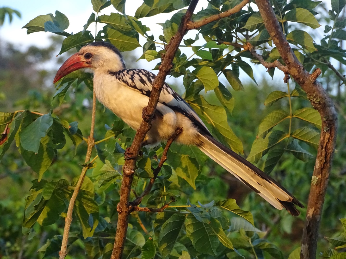 Red-billed Hornbill