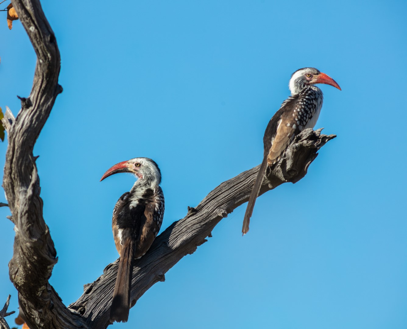 Red-billed Hornbill