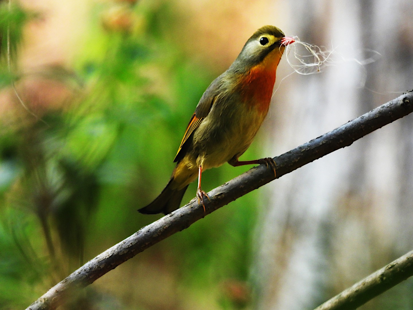 Red-billed Leiothrix